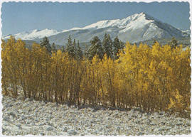 View of snow covered Tenmile Range and aspen trees in autumn