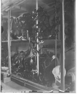 Edwin Carter's bird taxidermy in his log cabin and museum in Breckenridge