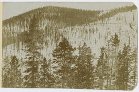 Great Flume on Farncomb Hill with Dog Town below, east of Breckenridge