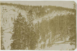 Great Flume in American Gulch on Farncomb Hill near Breckenridge