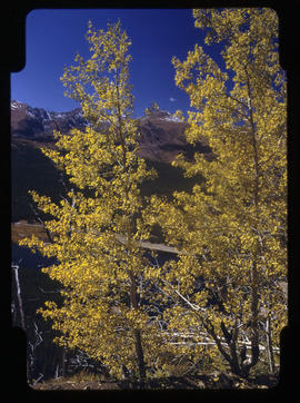 Golden yellow autumn colors of aspen trees on Boreas Pass