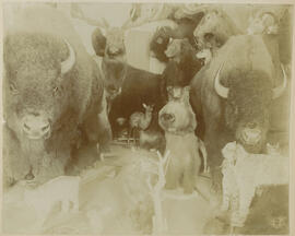 Edwin Carter's taxidermy in his log cabin and museum in Breckenridge