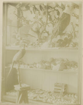 Edwin Carter's bird taxidermy in his log cabin and museum in Breckenridge