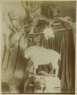 Edwin Carter's taxidermy in his log cabin and museum in Breckenridge