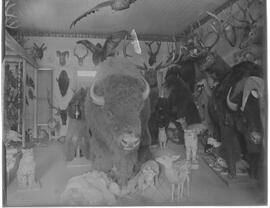 Edwin Carter's taxidermy in his log cabin and museum in Breckenridge