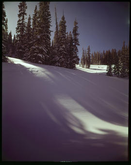 Pine trees cast long shadows on the snow at the Breckenridge ski area